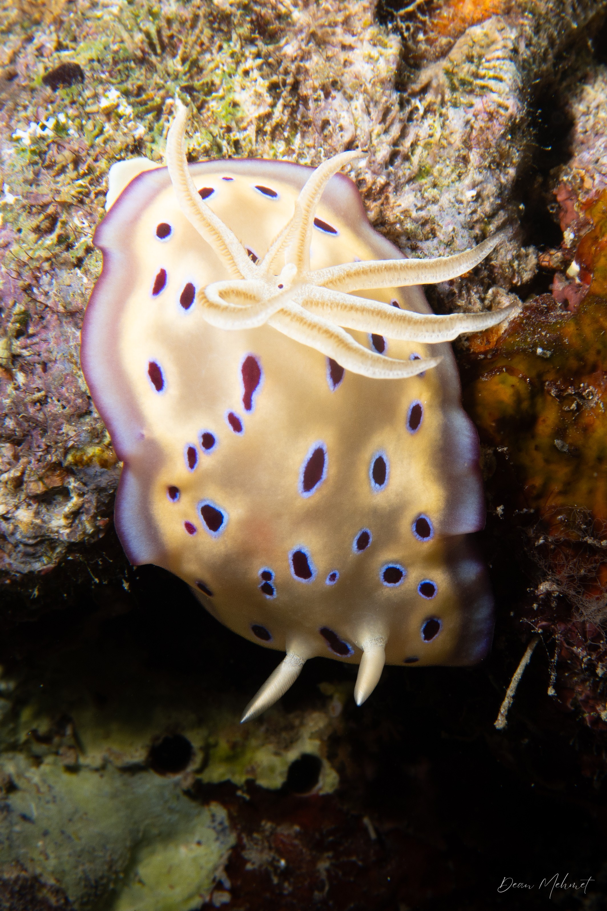 Goniobranchus kuniei