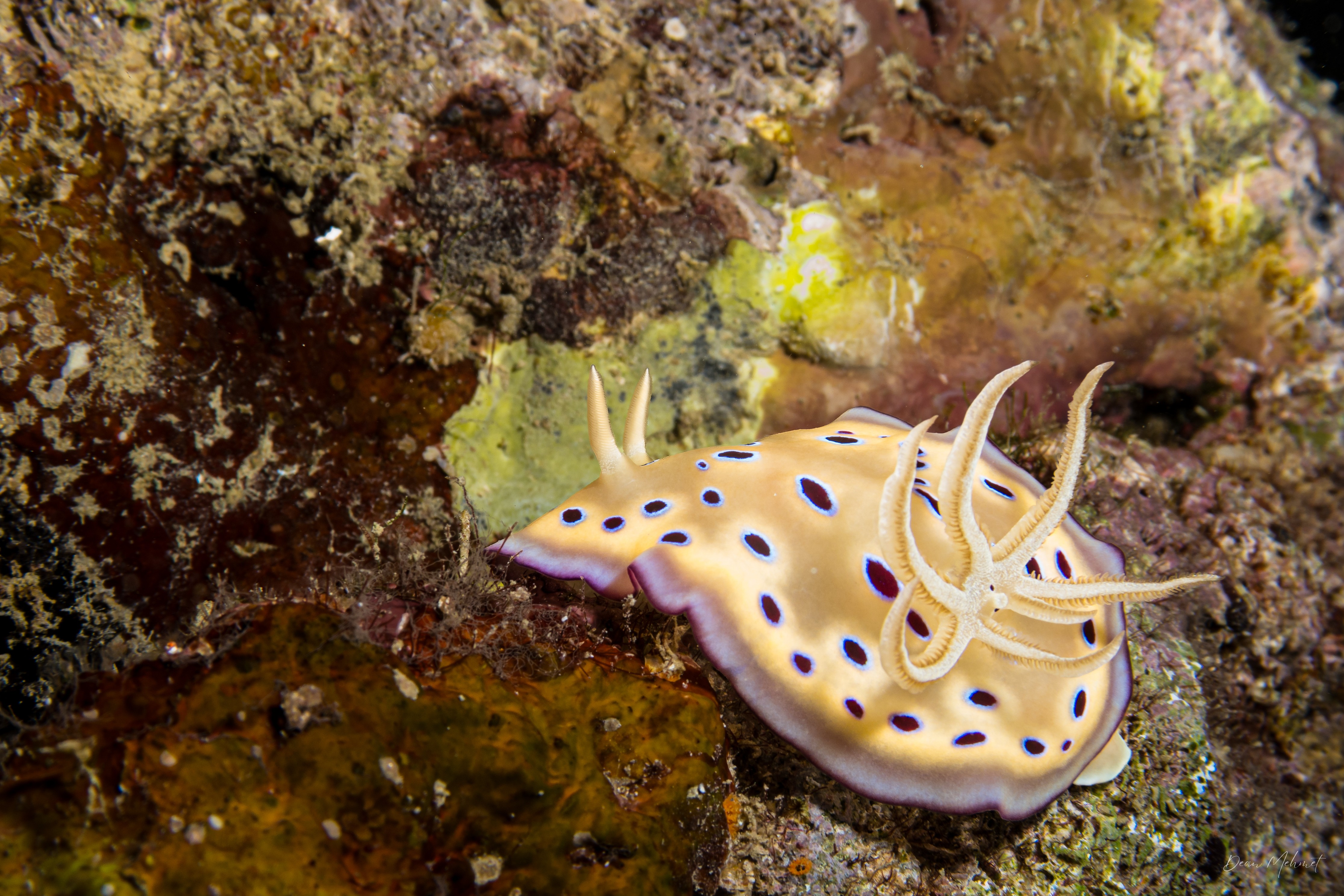 Goniobranchus kuniei