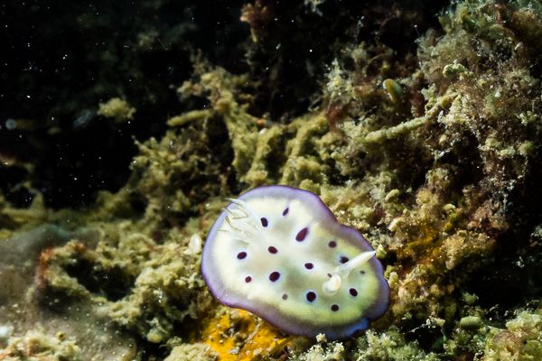 Goniobranchus kuniei