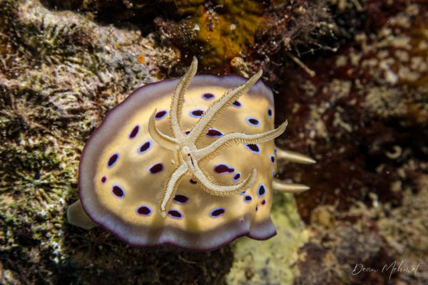 Goniobranchus kuniei