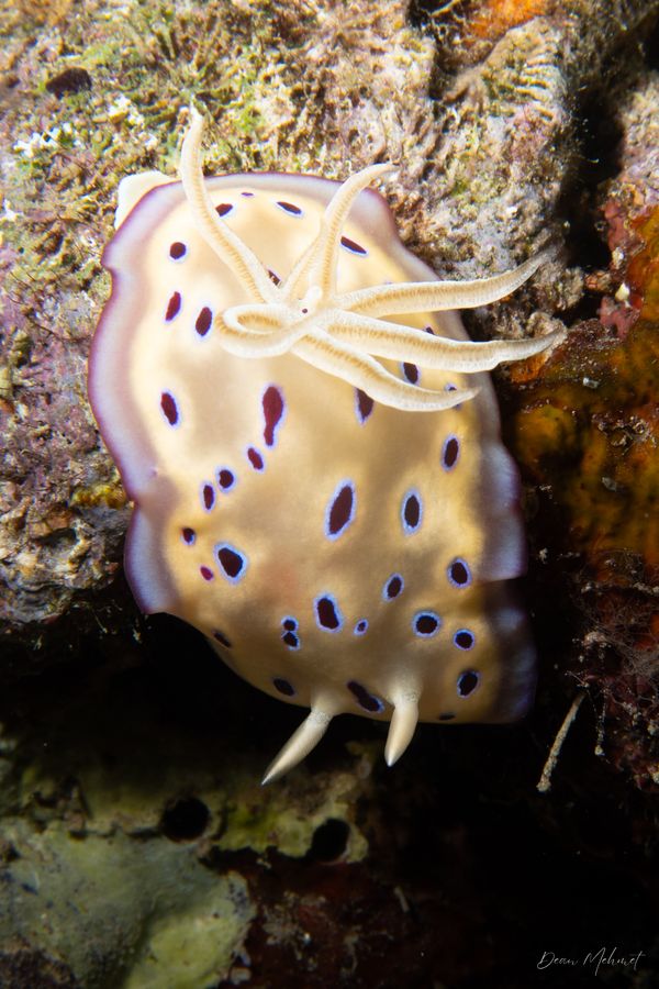 Goniobranchus kuniei