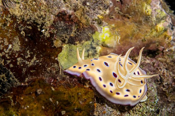 Goniobranchus kuniei
