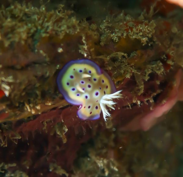 Goniobranchus kuniei - Photo 8