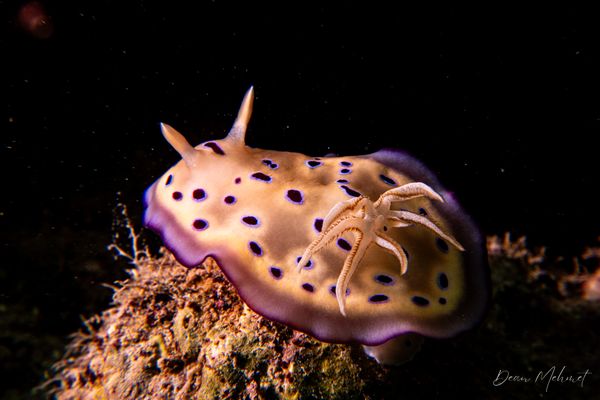 Goniobranchus kuniei