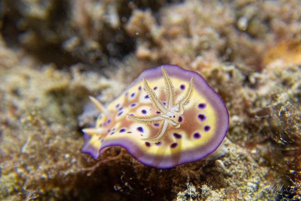 Goniobranchus kuniei