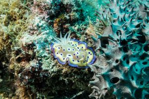 Goniobranchus kuniei