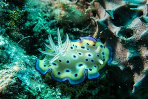 Goniobranchus kuniei