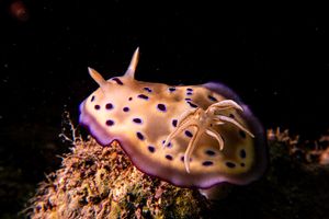 Goniobranchus kuniei