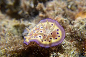 Goniobranchus kuniei