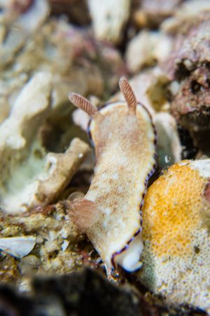 Precious Nudibranch