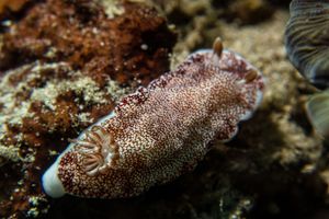 Reticulated Goniobranchus