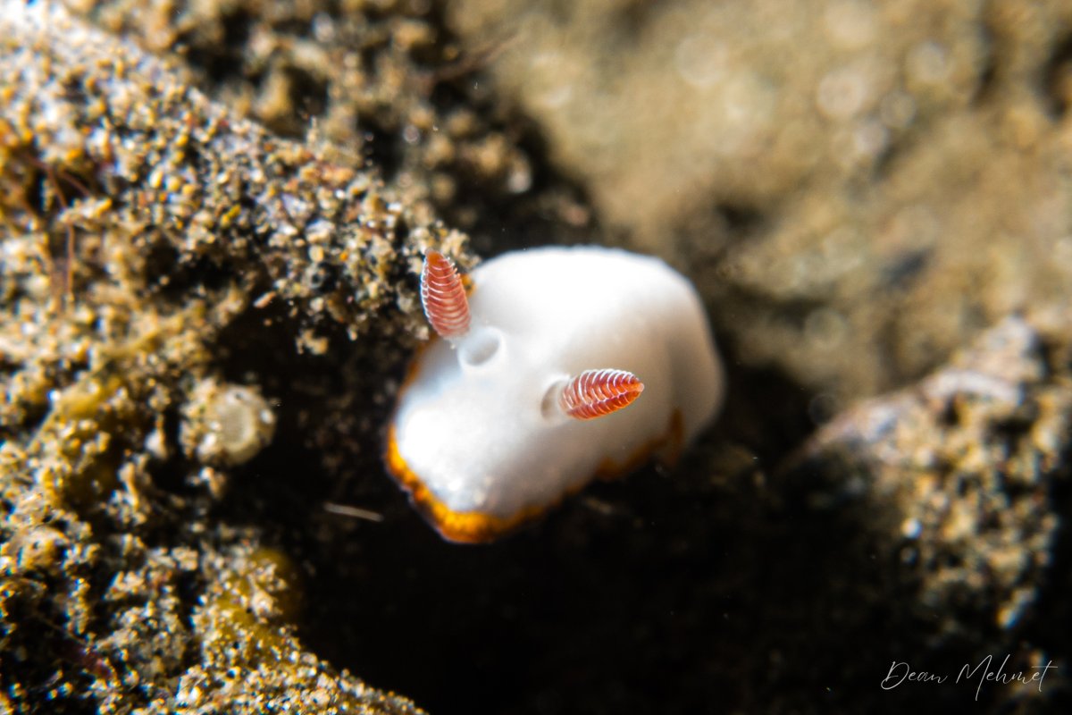 Goniobranchus verrieri