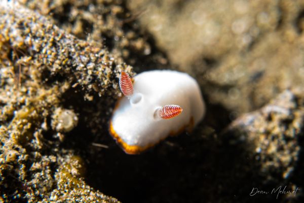 Goniobranchus verrieri