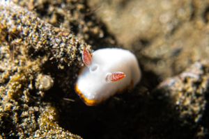 Goniobranchus verrieri