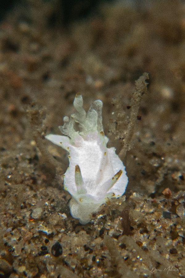 Goniodoridella savignyi