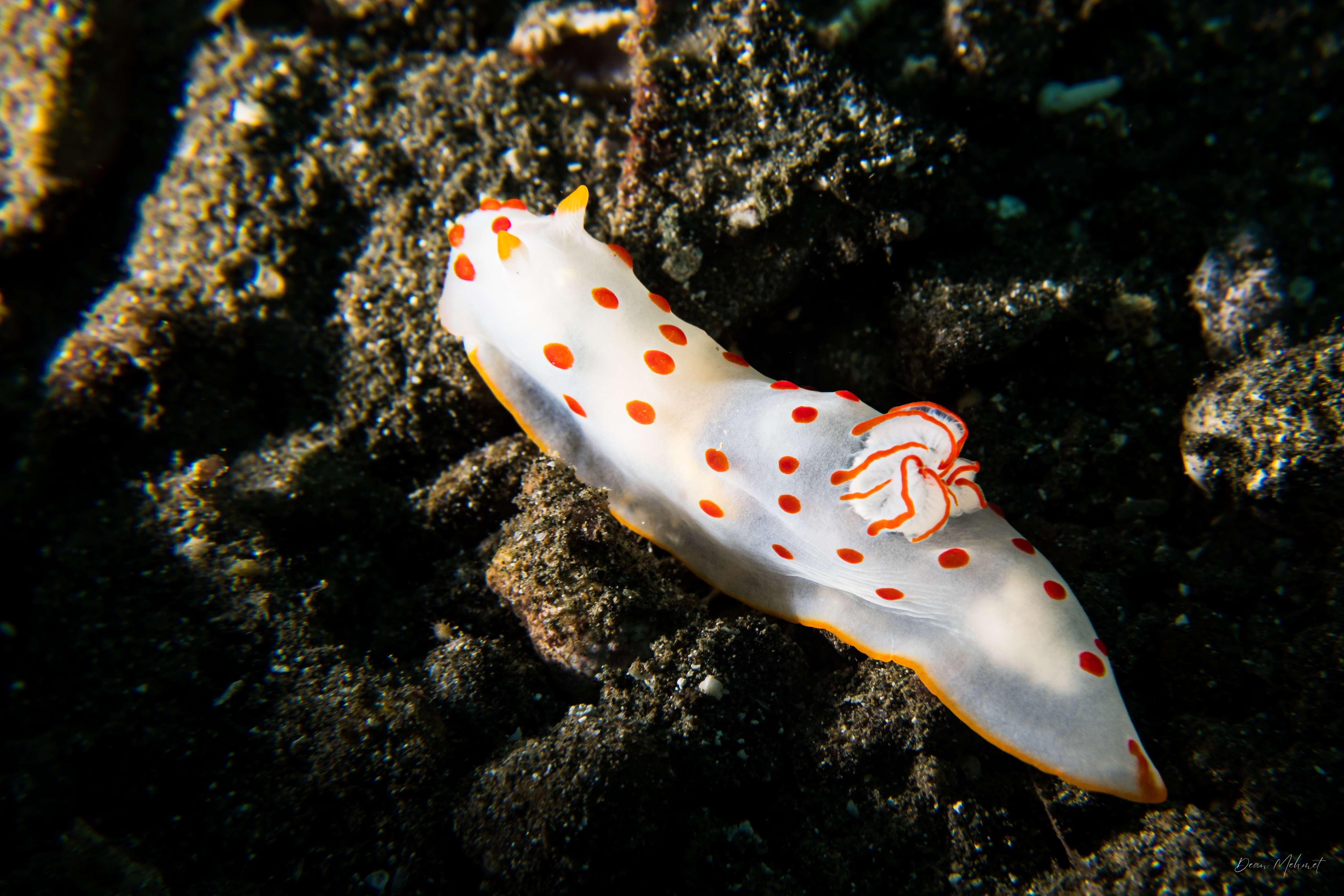 Gymnodoris ceylonica
