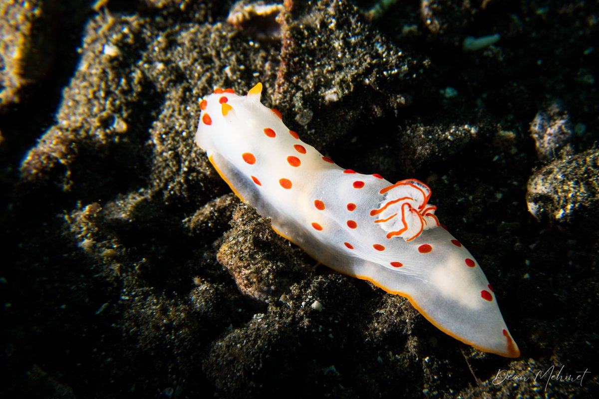 Gymnodoris ceylonica hero image