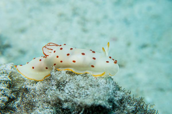 Gymnodoris ceylonica