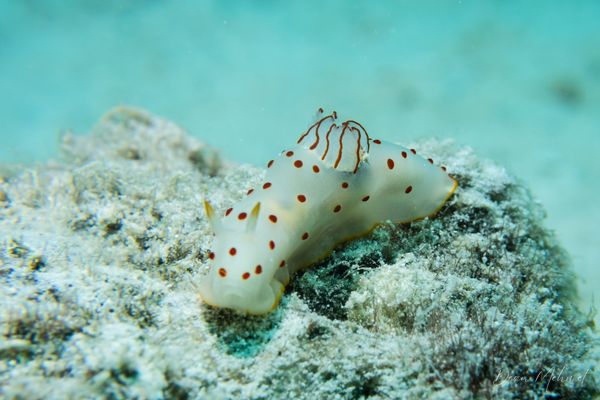 Gymnodoris ceylonica