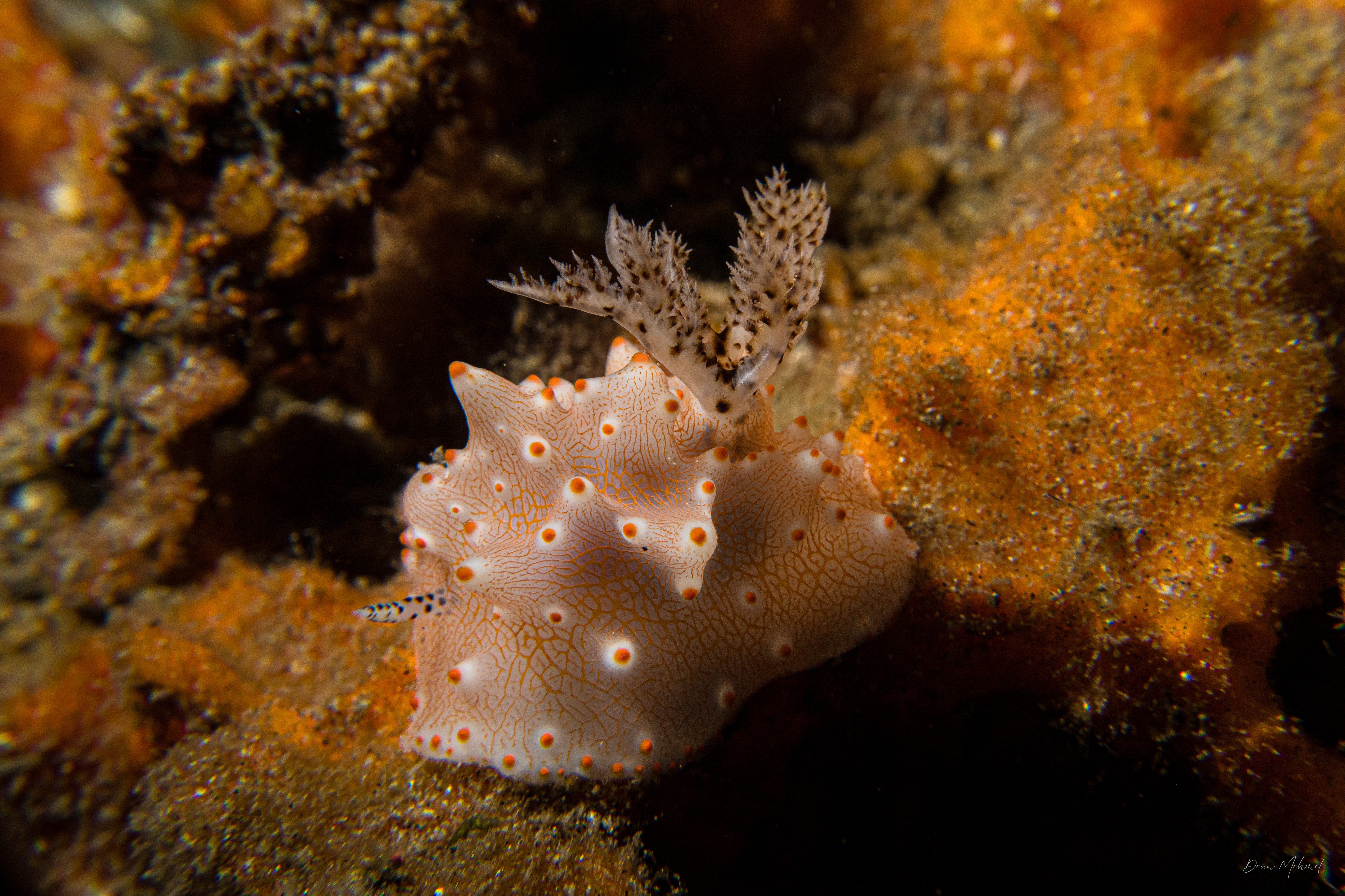 Batangas Halgerda