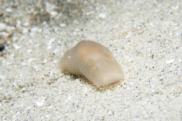 Hallaxa michaeli
