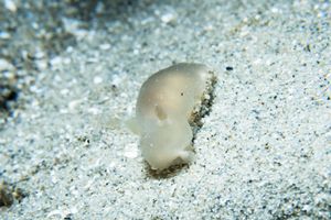Hallaxa michaeli