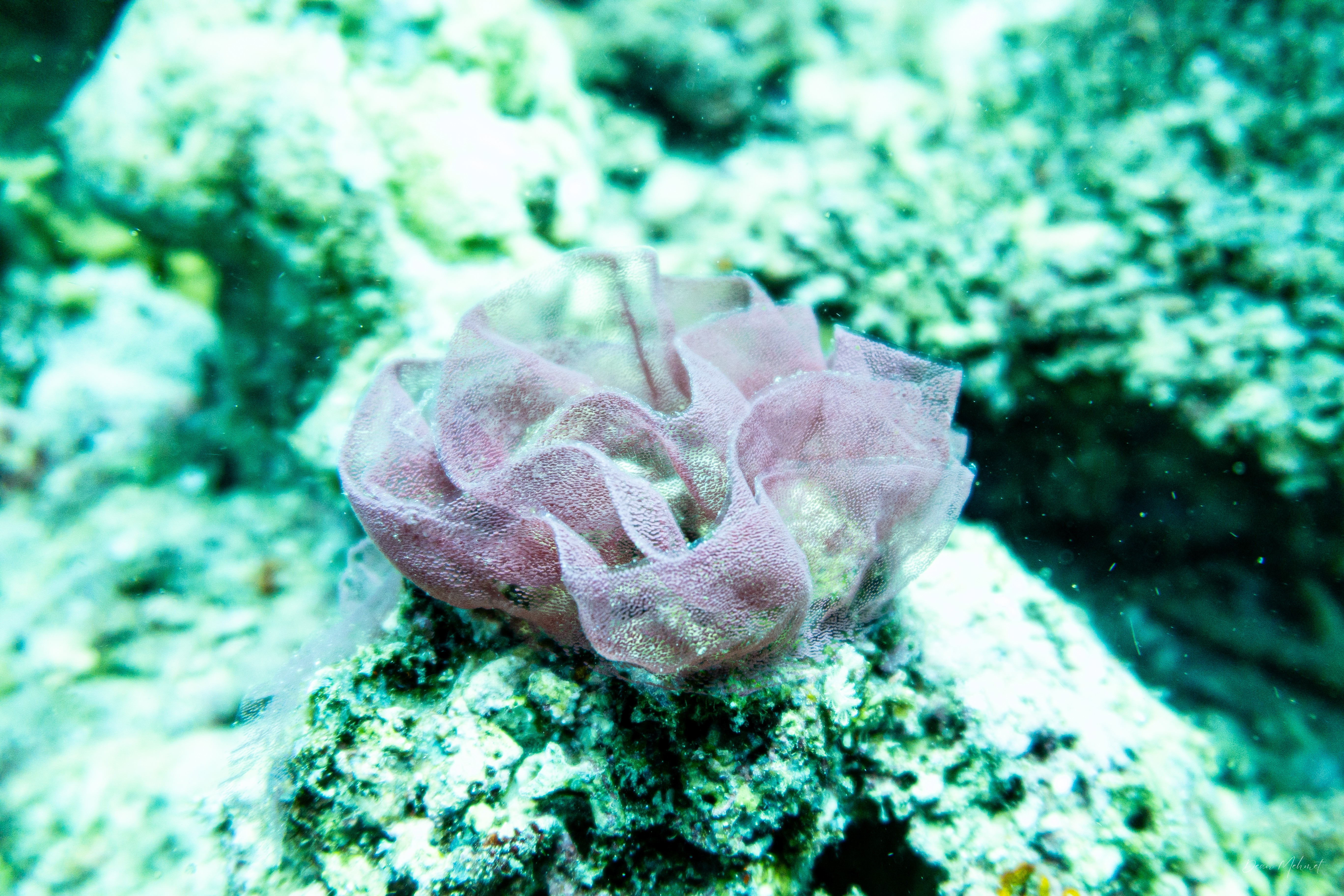 Spanish Dancer