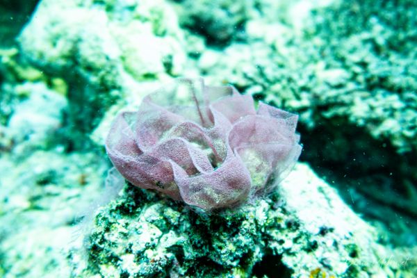 Spanish Dancer