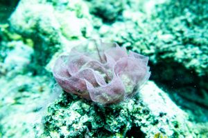 Spanish Dancer from Malapascua, PH