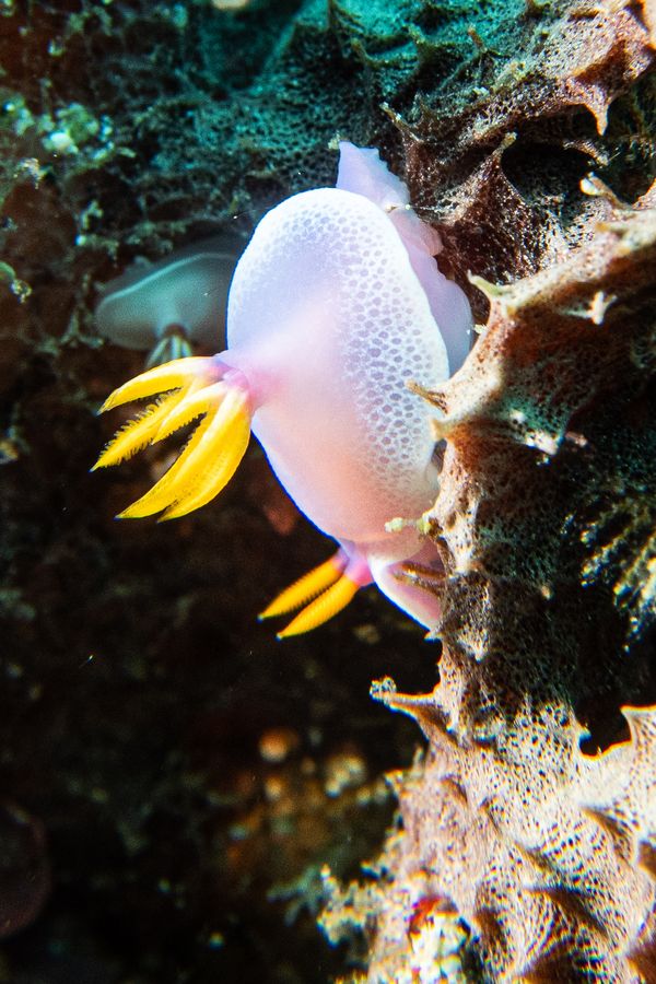Giant Hypselodoris