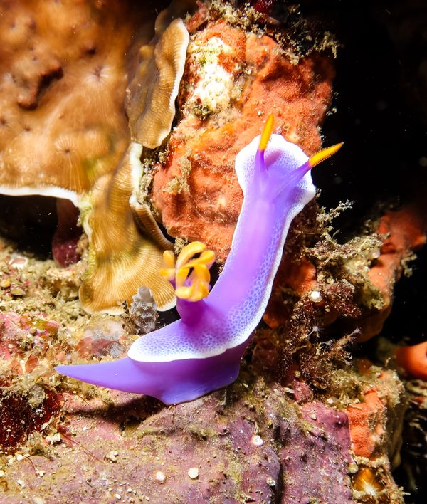 Giant Hypselodoris - Puerto Galera - 10 June 2025 - Dive 3