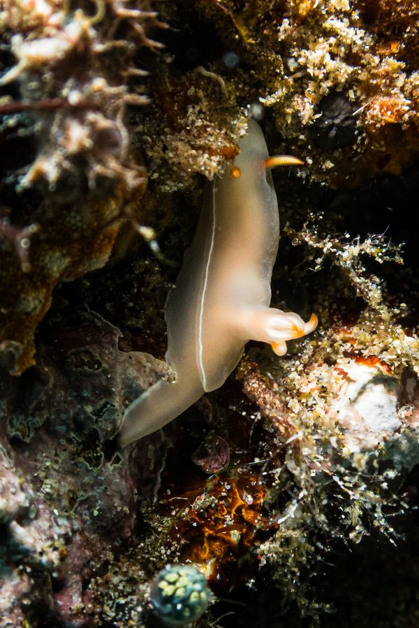 Bullock's Hypselodoris