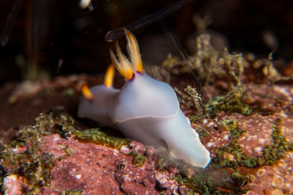 Bullock's Hypselodoris