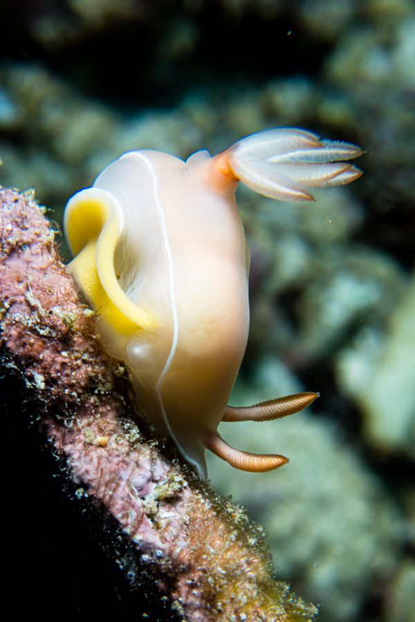 Bullock's Hypselodoris