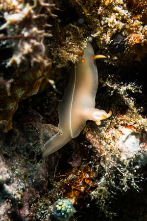 Hypselodoris representative species