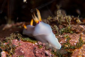 Bullock's Hypselodoris