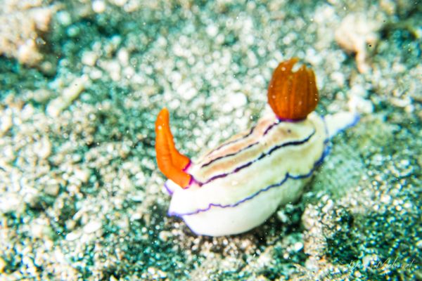 Emma's Hypselodoris