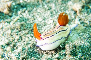 Emma's Hypselodoris