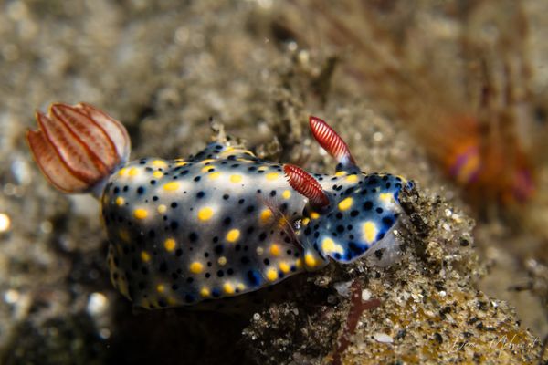 Painted Hypselodoris
