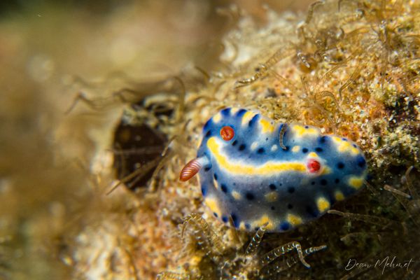 Painted Hypselodoris