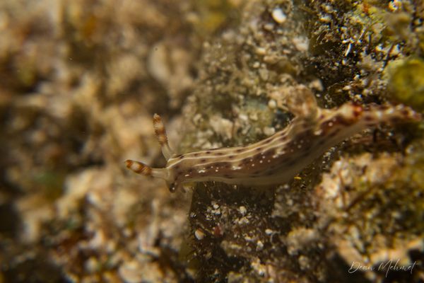 Spotted Hypselodoris