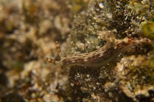 Spotted Hypselodoris