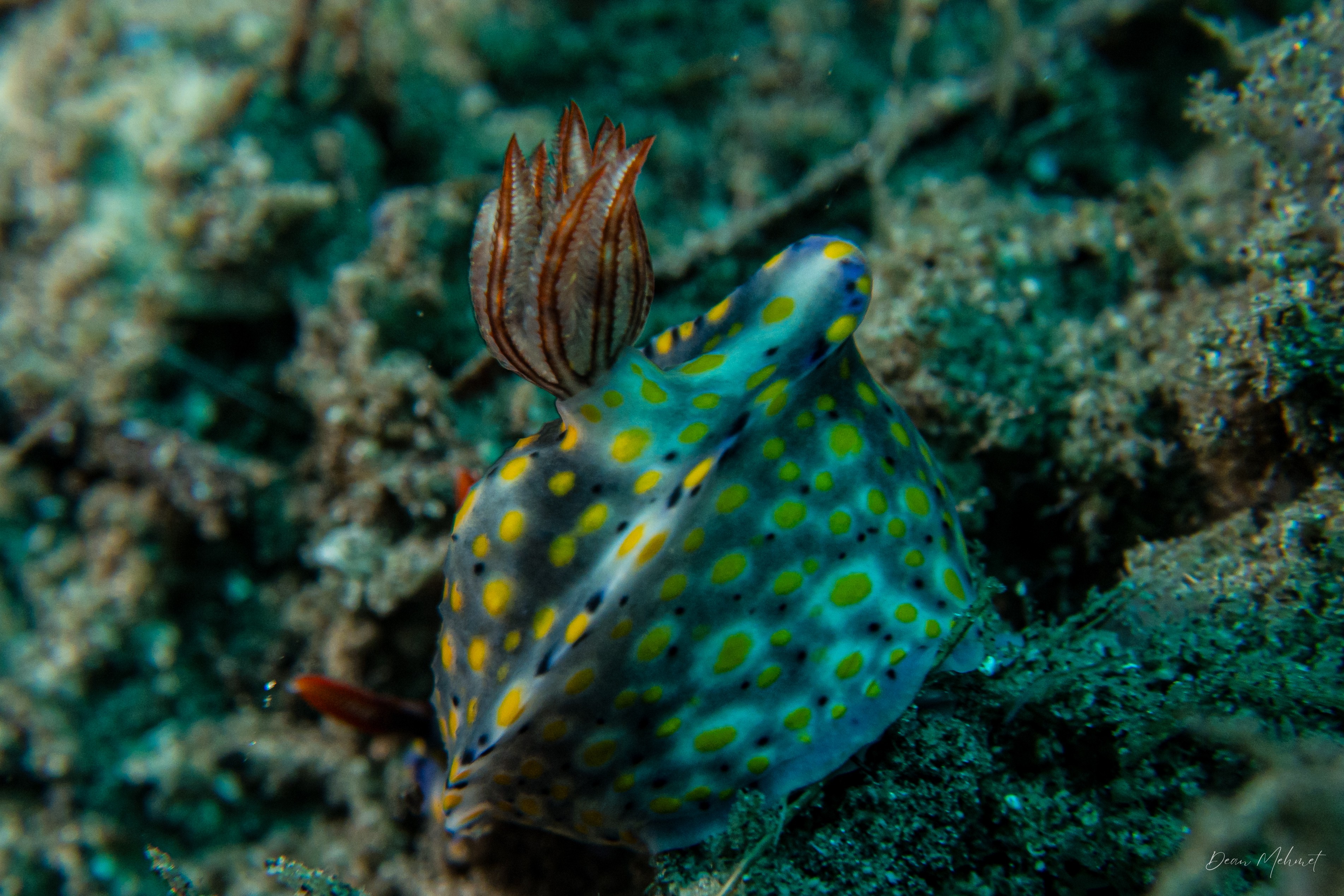 Hypselodoris roo