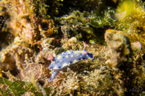Hypselodoris roo