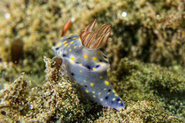 Hypselodoris roo