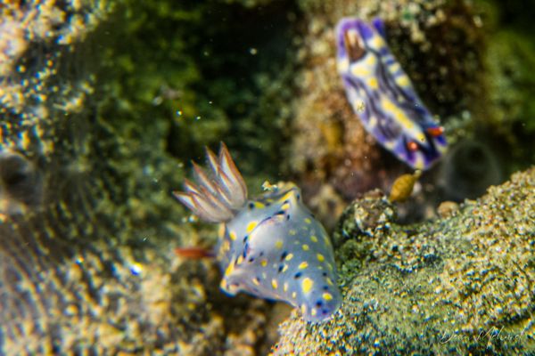 Hypselodoris roo