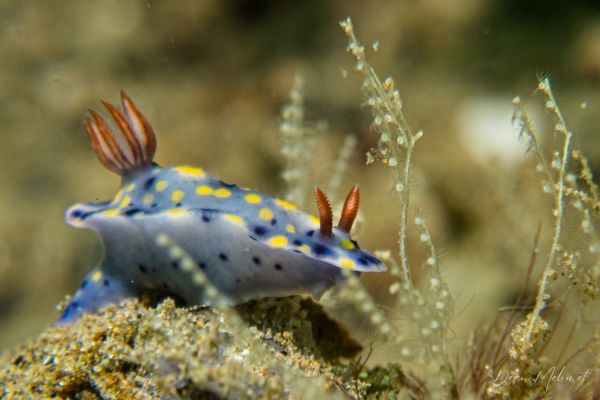 Hypselodoris roo