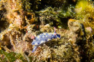 Hypselodoris roo