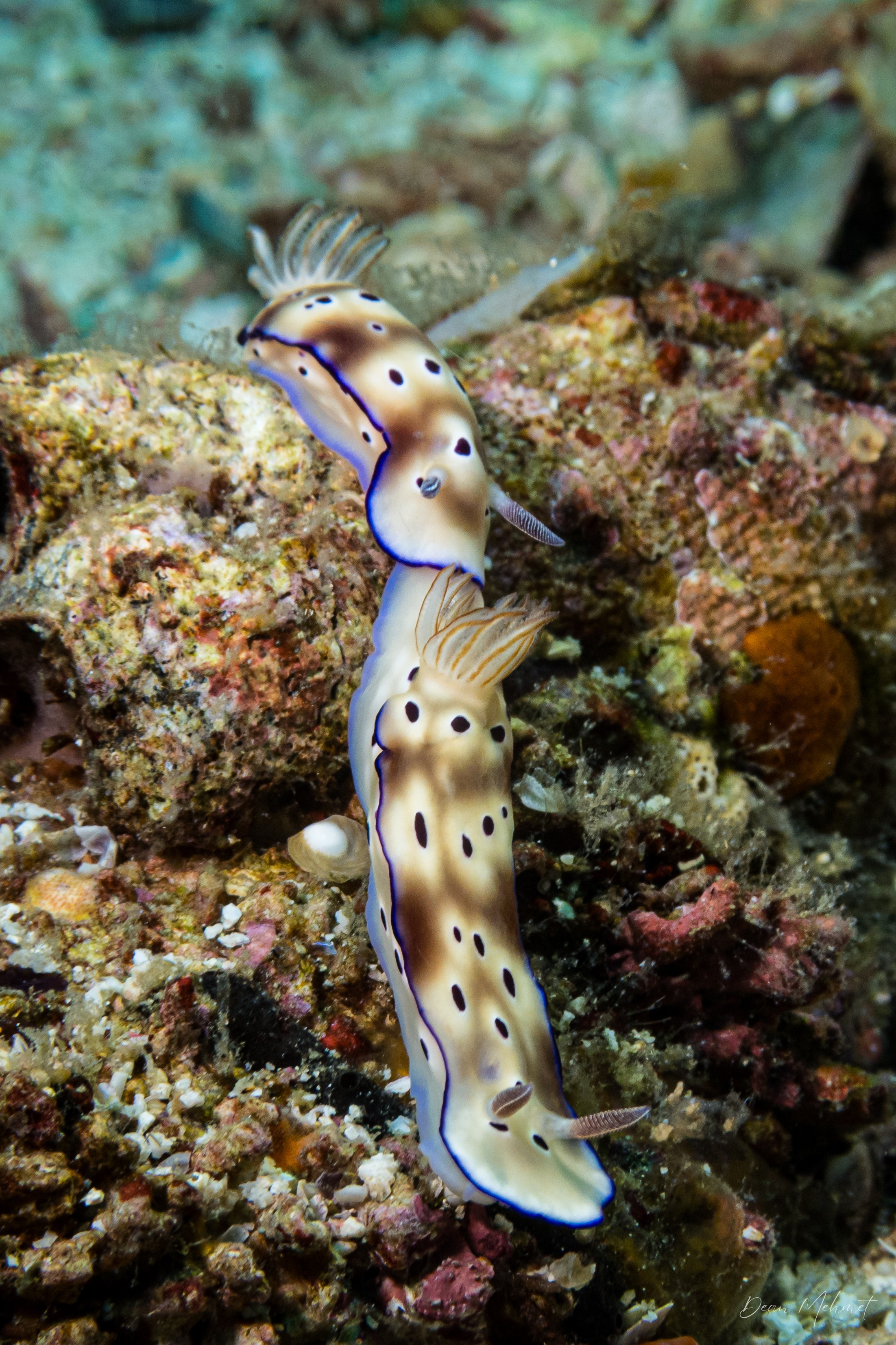 Tryon's Hypselodoris