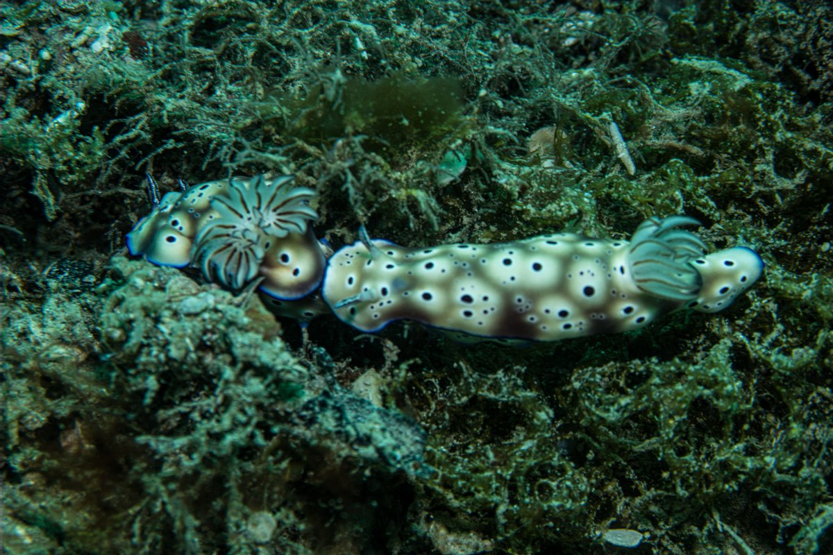 Tryon's Hypselodoris hero image